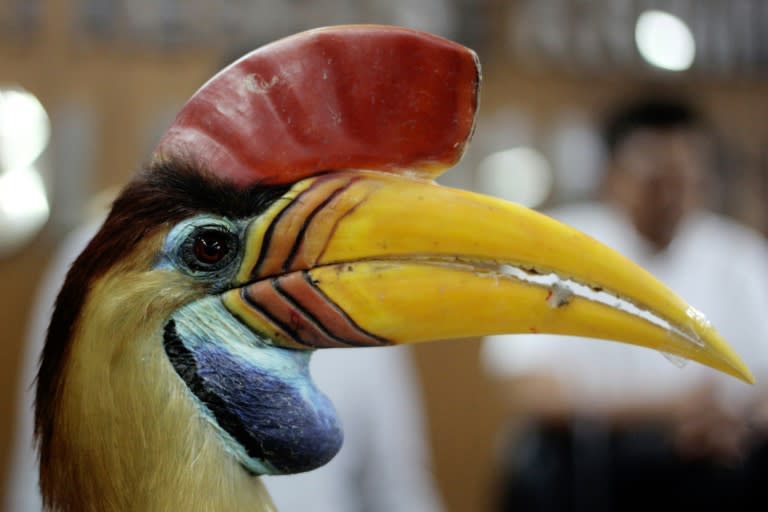 Police display a stuffed hornbill trophy seized from smugglers in Makassar, South Sulawesi province