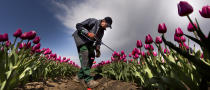 MAGDEBURG, GERMANY - APRIL 22: Dadeusz Szczypkowski selects off color tulips in a blossoming tulip field on April 22, 2012 in Schwaneberg near Magdeburg, Germany. Following the coldest Easter weather in 50 years, temperatures are scheduled to reach over 25 degrees Celsius in eastern Germany by the end of next week as springtime finally takes hold. (Photo by Carsten Koall/Getty Images)