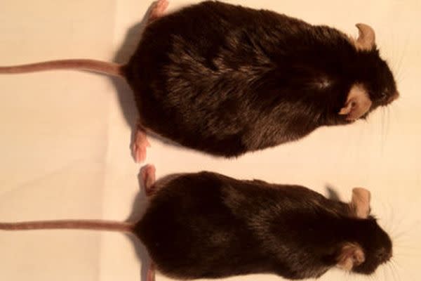 Volumen alcanzado (arriba) por el ratón que retuvo el sentido del olfato en comparación con (abajo) al que se le suprimió. (Crédito imagen: Universidad de Berkeley / Cell Metabolism).