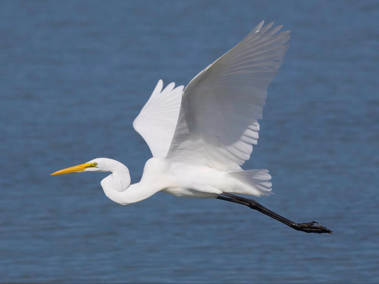 Over 8,000 great white egrets were spotted in the UK in 2020, up from 1,000 in 2010 (Getty Images/iStockphoto)