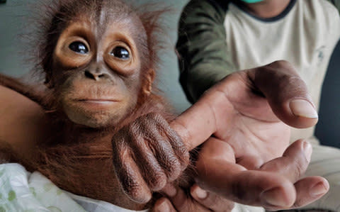 A recently rescued baby orangutan plays with a keeper at Nyaru Menteng Orangutan Rehabilitation Center in Central Kalimantan, Indonesia - Credit: Borneo Orangutan Survival (BOS) Foundation 