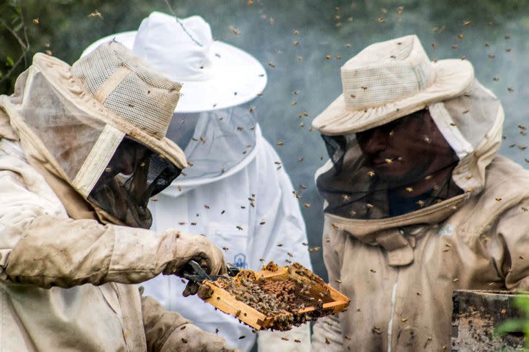 La cooperativa Coopsol, con sede en Santiago del Estero, logró colocar miel fraccionada en Japón y Estados Unidos.