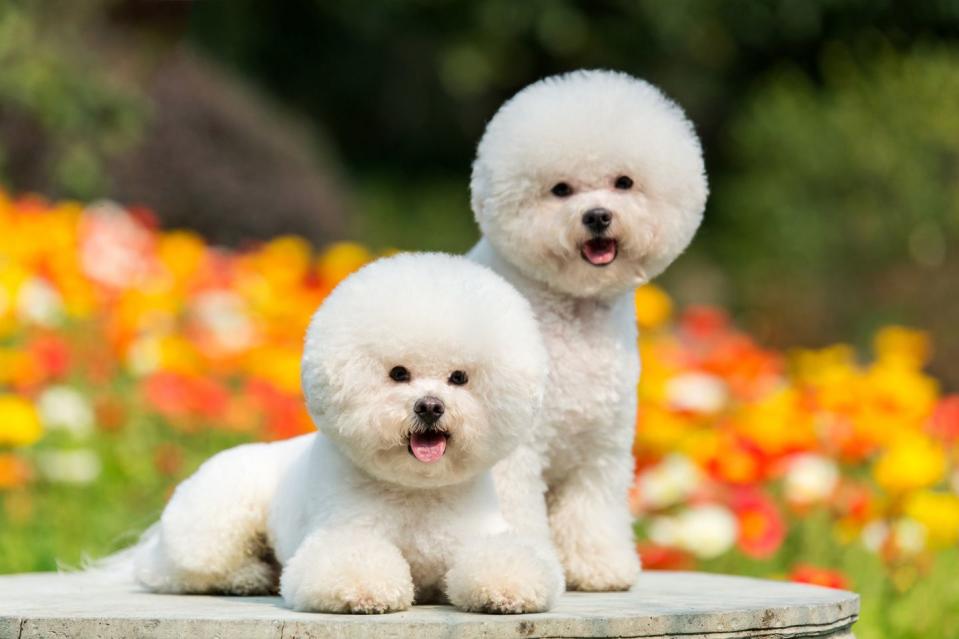 two white, well groomed bichon frises with round fluffy heads sitting outside