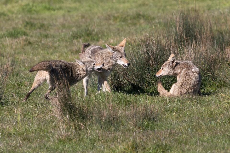 A mother coyote and her two female offspring take some time off from hunting to romp in a meadow along the northcoast of California.