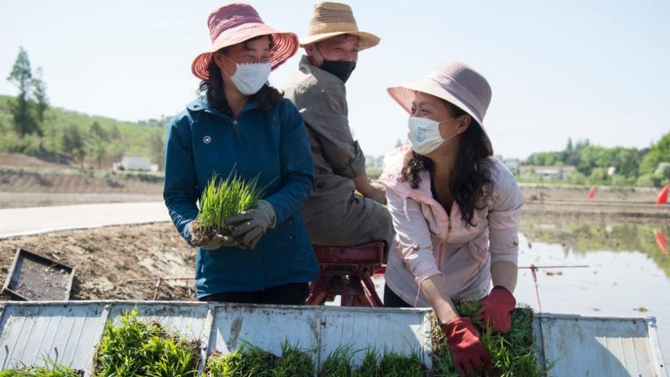 Agricultores norcoreanos.