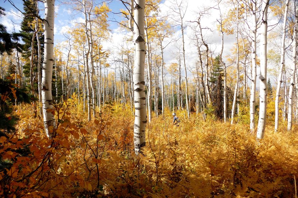 Fall colors are shown at Buffalo Pass near Steamboat Springs on Oct. 1.