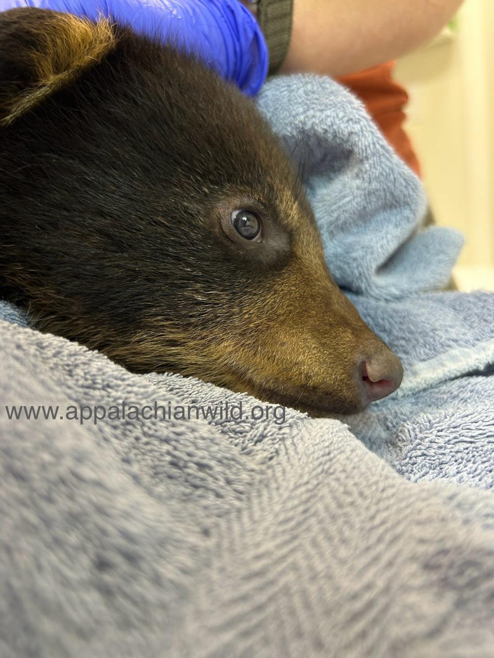 A female bear cub during her intake exam at the Appalachian Wildlife Refuge in Candler. She is one of two cubs removed from a tree by people taking selfies at an Asheville apartment complex April 16.