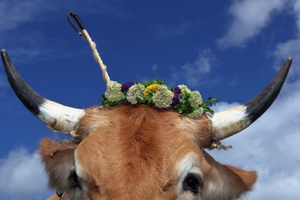 An oxen decorated with a flowers waits for the beginning of the 5th ox-racing championships (5. Muensinger Ochsenrennen) on August 26, 2012 in Muensing, Germany. The competition, which only takes place once every four years, is a race of jockeys riding bareback on oxen across a field and is complemented with a morning procession and 'ox-ball' (featuring roasted ox) in a festivities tent after the races. (Photo by Johannes Simon/Getty Images)