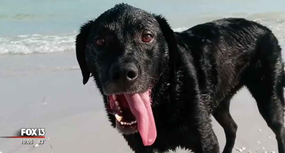 Labrador O.G had to be put down after he became dehydrated and suffered brain damage and seizures. Source: Fox 13 via Chris Taylor