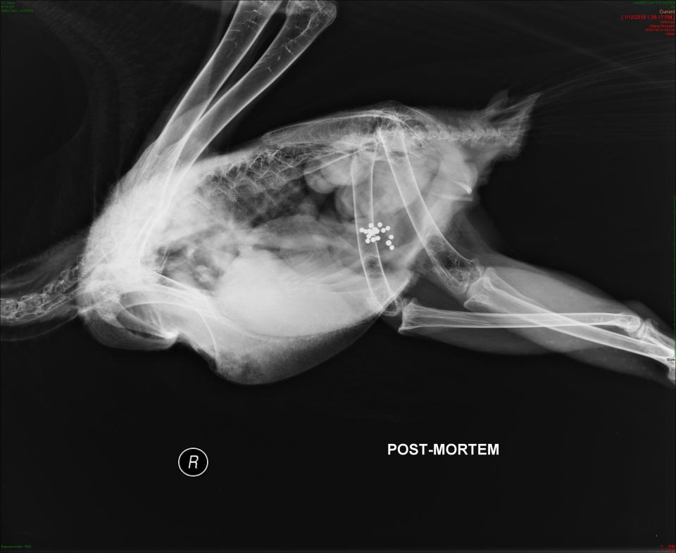 Radiograph of a bald eagle