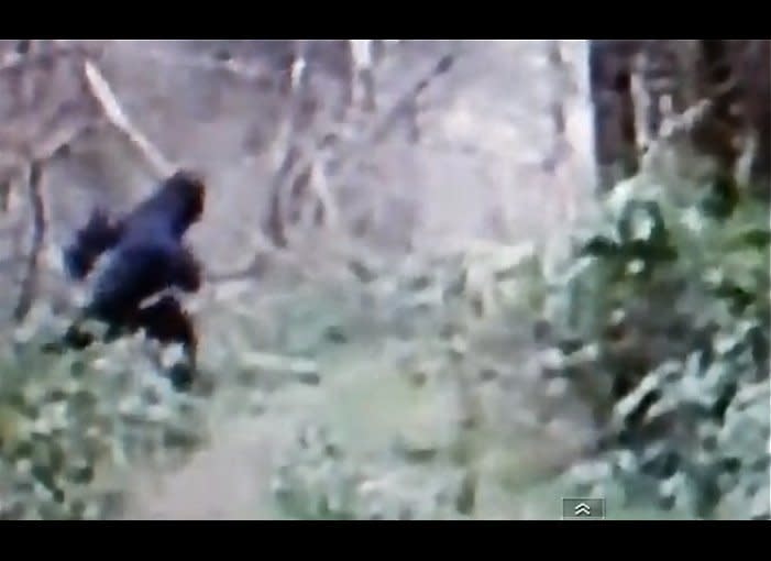 As a motor biker was driving through the Grand River area of Ohio in April 2012, an alleged Bigfoot ran across the road and was caught on videotape.