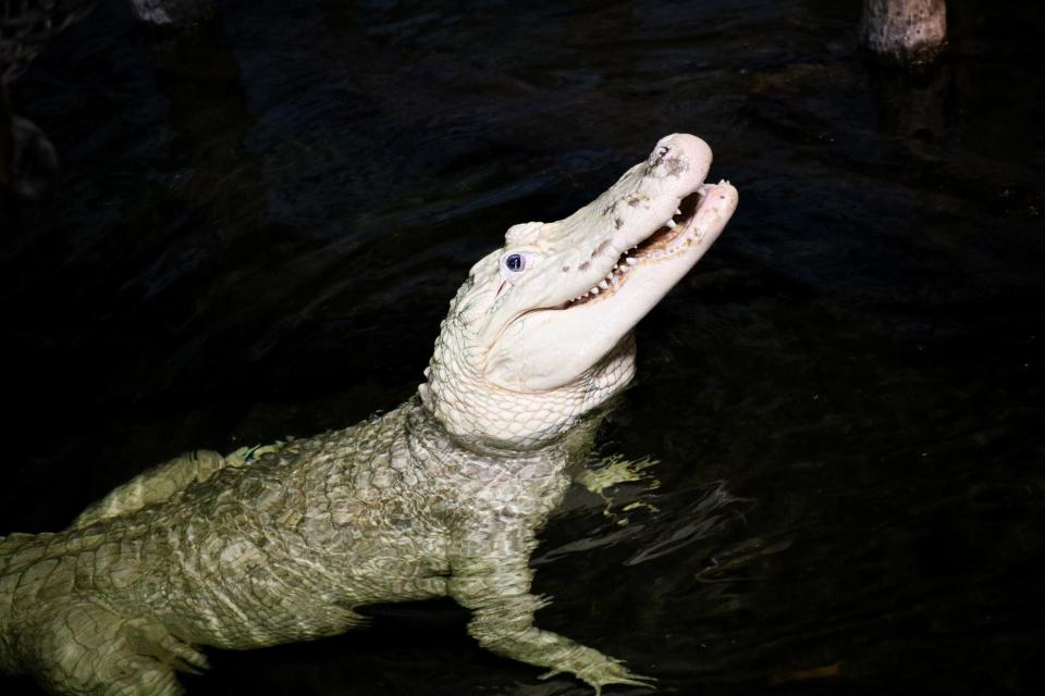 Veterniarians found $7 worth of coins in the stomach of Thibodaux, a white alligator, at the Henry Doorly Zoo and Aquarium in Omaha, Nebraska.