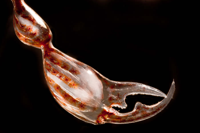 <b>4th place</b>: Christian Sardet and Sharif Mirshak, The Plankton Chronicles Project, Villefranchesur-Mer, France, and Montreal, Quebec, Canada. Claw of the crustacean amphipode Phronima sp. Muscles and rows of pigment cells (melanocytes) are visible. (2012 Olympus BioScapes Digital Imaging Competition) <br> <br> <a href="http://olympusbioscapes.com/gallery/2012/index.html" rel="nofollow noopener" target="_blank" data-ylk="slk:Click here to see more entries from Olympus BioScapes 2012;elm:context_link;itc:0;sec:content-canvas" class="link ">Click here to see more entries from Olympus BioScapes 2012</a>