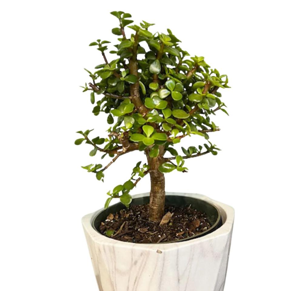 A dwarf jade plant