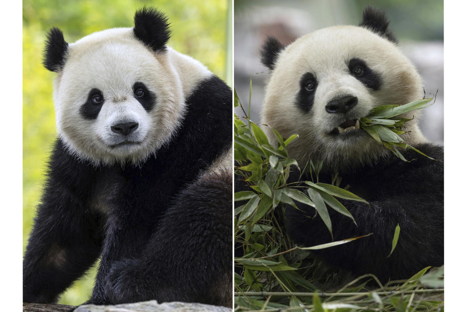 In this combo image, two-year-old male giant panda Bao Li in his habitat at Shenshuping Base in Wolong, China, May 16, 2024, left, and two-year-old female giant panda Qing Bao in her habitat at Dujiangyan Base in Sichuan, China, May 17, 2024, right. The two new giant pandas are returning to Washington’s National Zoo from China this year. The announcement from the Smithsonian Institution on Wednesday comes about half a year after the zoo sent its three pandas back to China. (Roshan Patel, Smithsonian’s National Zoo and Conservation Biology Institute via AP)