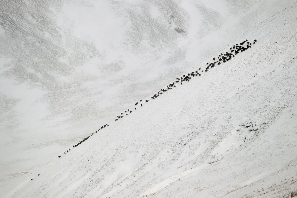 Scottish deer forage for food on a hillside near the Spittal of Glenshee, Scotland.