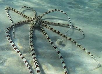 Mimic octopus documented in Australia; image courtesy of Darren Coker