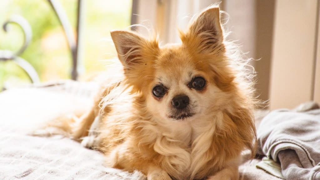 Portrait of Chihuahua dog at home in Milan, Italy.