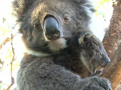 <p>Koalas claw thier way back after bushfire</p>