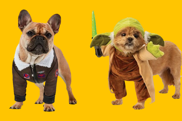 Your Pet Can Be Anyone They Want This Halloween, From Maverick to Winifred  Sanderson