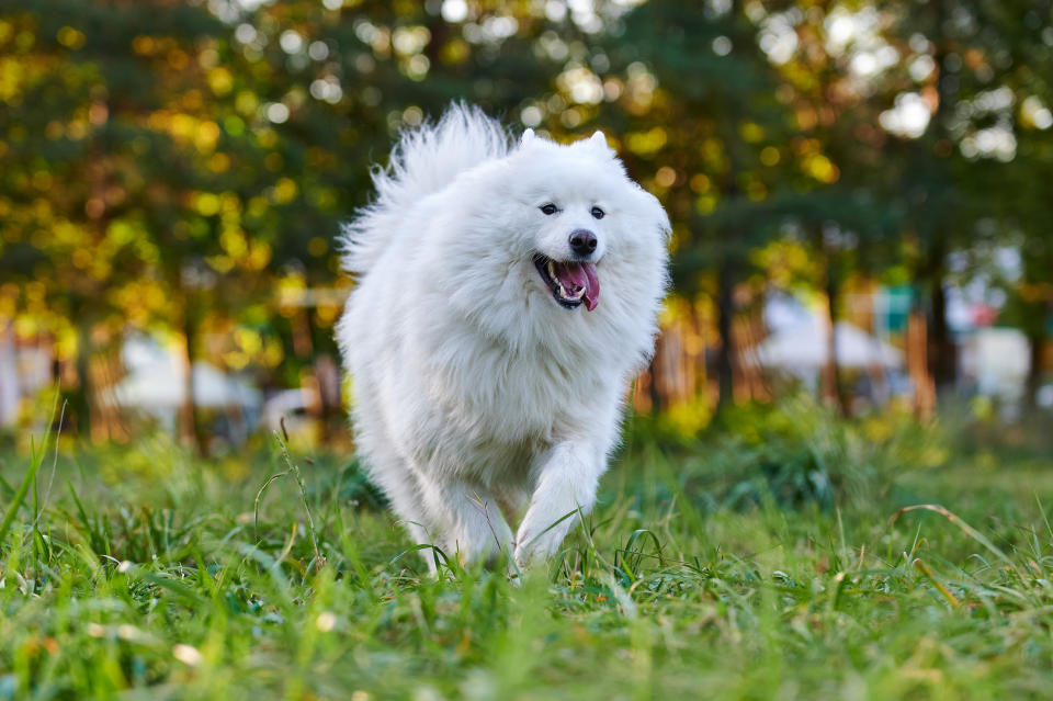 samoyed running outside