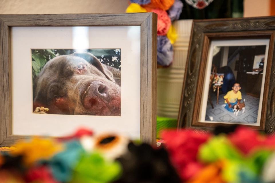 A Dia De Los Muertos altar for pets is displayed at the Arizona Pet Project in Phoenix on Oct. 25, 2023.