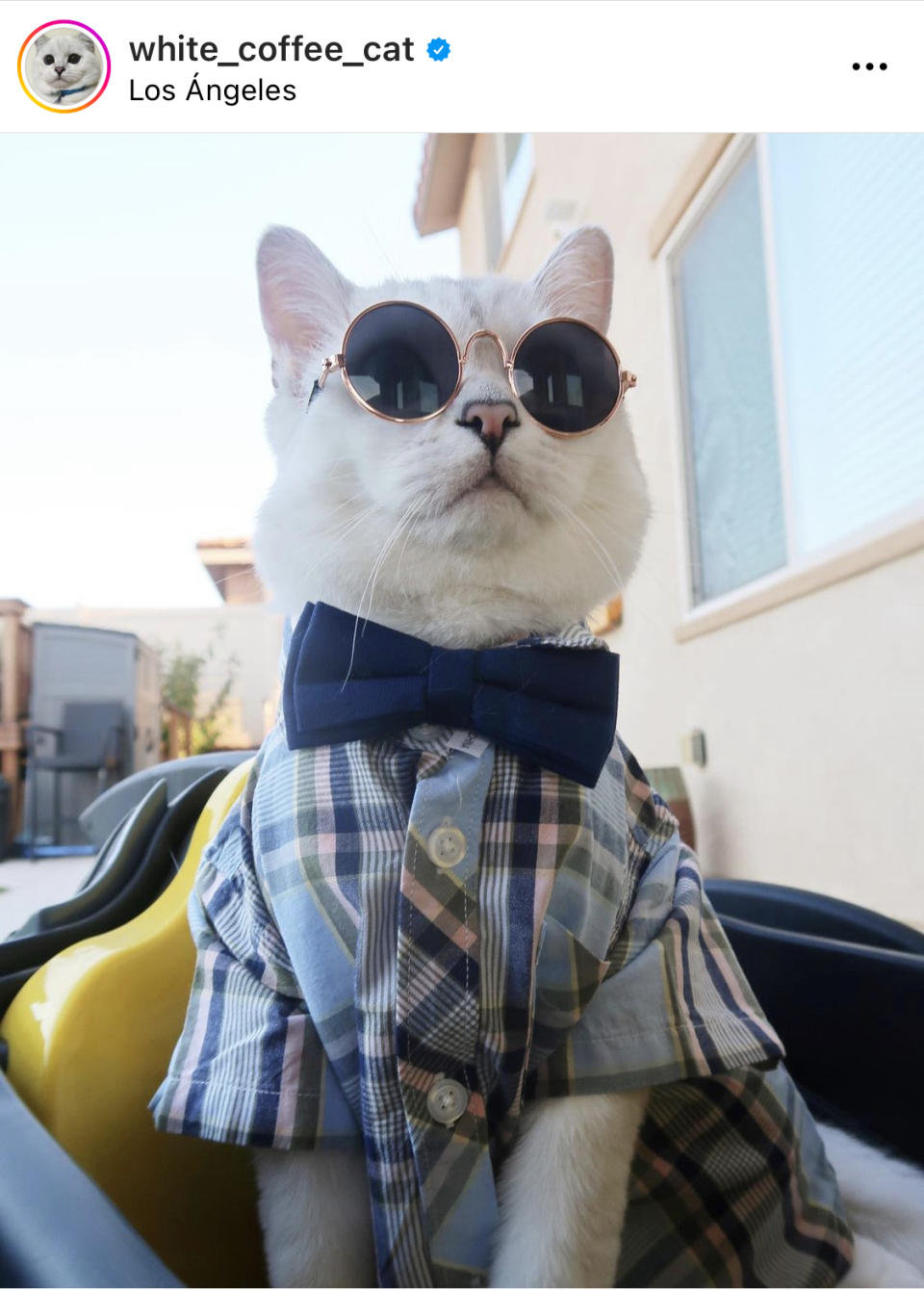 "Me llamo Mr. White, pero mis amigos me llaman Coffee" - un gatito con estilo