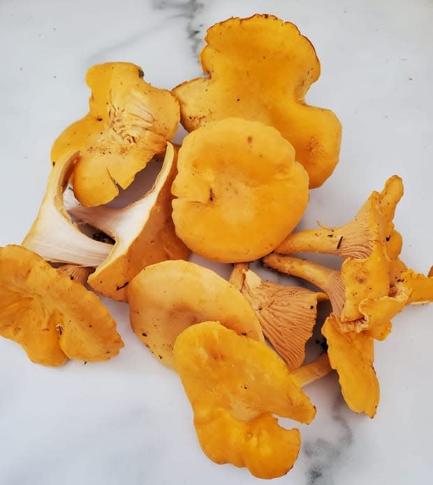 Chanterelles are one edible mushroom that have been popping up across the Island this season. (Kara Mcpeak - image credit)