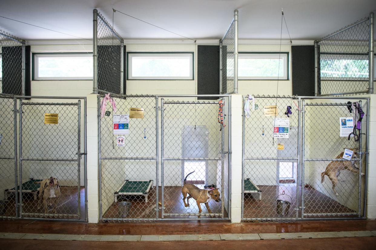 Dogs jump and bark for attention in the large dog area at Fayetteville Animal Protection Society on Wednesday, Aug. 14, 2024.