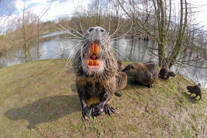 Nutria bearing its orange teeth.