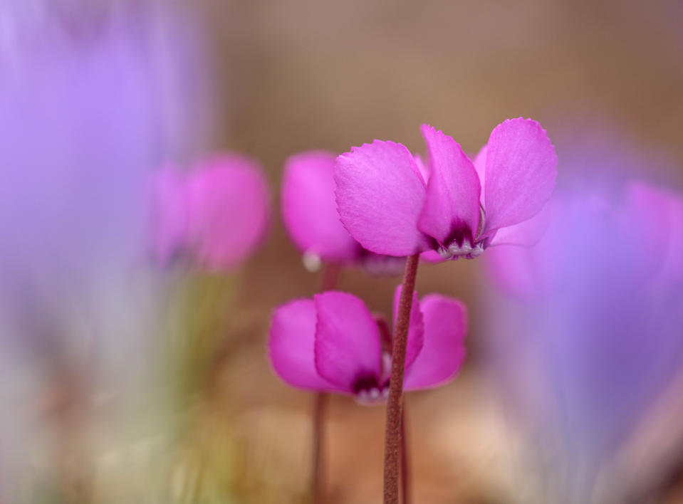 Canon Macro Photography