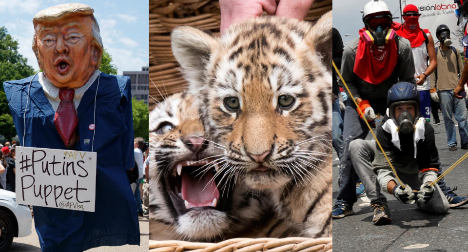 White House protests, tiger cubs, Poopootovs & more: May 10 in pictures