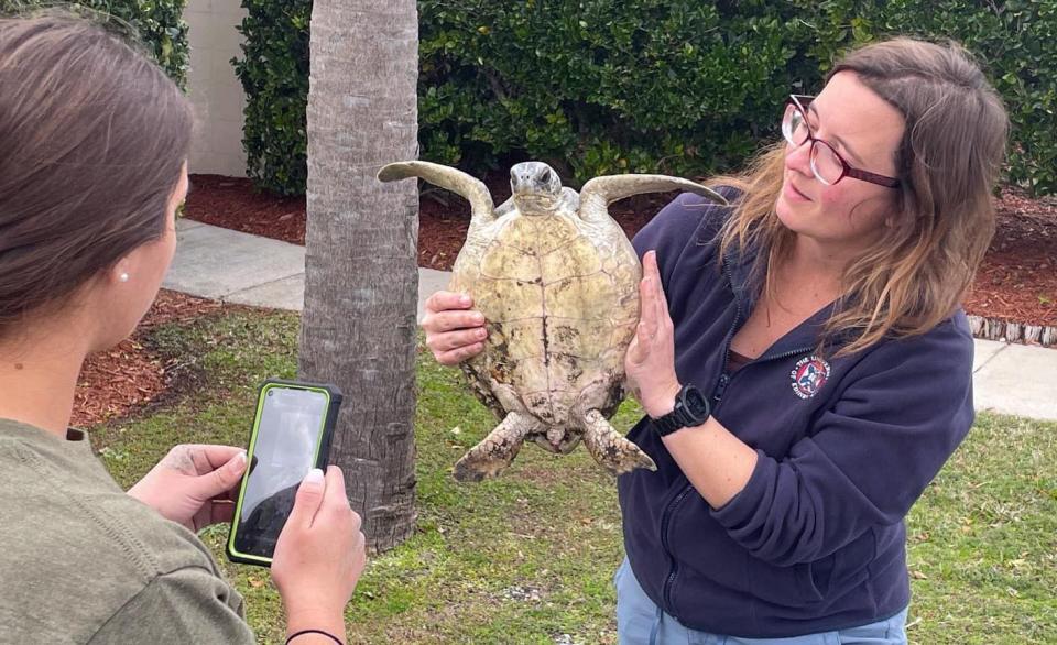 FWC and Naval Station Mayport came together to save a group of stranded green sea turtles.