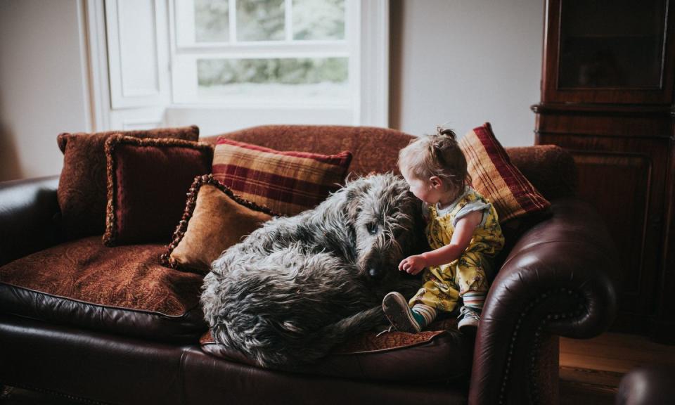 Irish Wolfhound