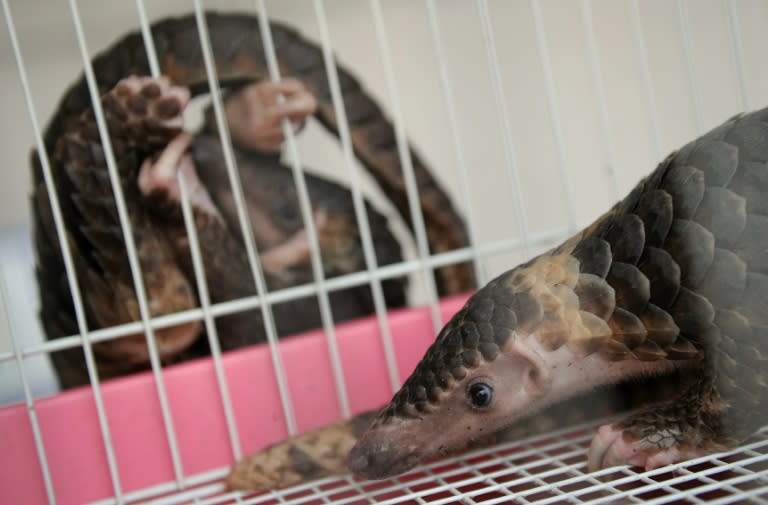 A rescued pangolin rests in a cage as another hangs outside at the customs department in Bangkok