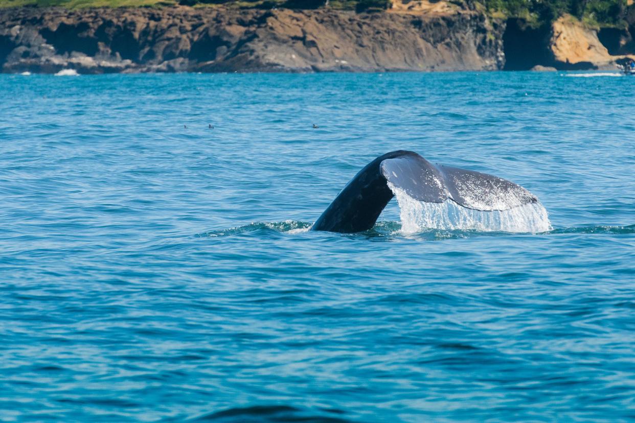 whale's tale in water at Depoe Bay, Oregon