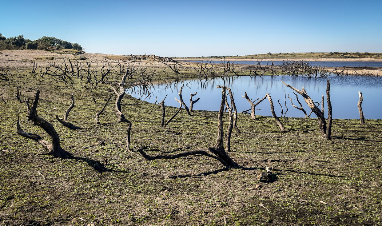 BODMIN, ENGLAND - AUGUST 12: Old tree skeletons are exposed due to extremely low water levels at Colliford Lake near Bodmin on August 12, 2022 in Cornwall, United Kingdom.  Water levels at Cornwall’s largest reservoir on Bodmin Moor are currently only 40% full - a low water level not seen since 1995 - revealing a forgotten landscape that has not been seen for decades. After a prolonged period of dry weather, some parts of the southern UK are facing drought conditions, prompting hosepipe bans and other water-conservation measures. (Photo by Matt Cardy/Getty Images)