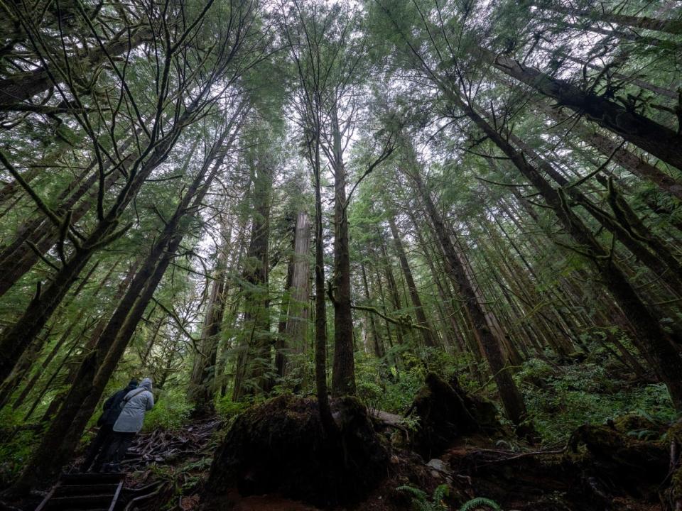 A couple are dwarfed by old growth tress as they walk in Avatar Grove near Port Renfrew, B.C., on Oct. 5, 2021. Early in November the province advised logging deferrals for two years while a more fulsome plan could be devised, and asked First Nations to decide within 30 days whether they support the deferral or if the plan required further discussion. (Jonathan Hayward/The Canadian Press - image credit)