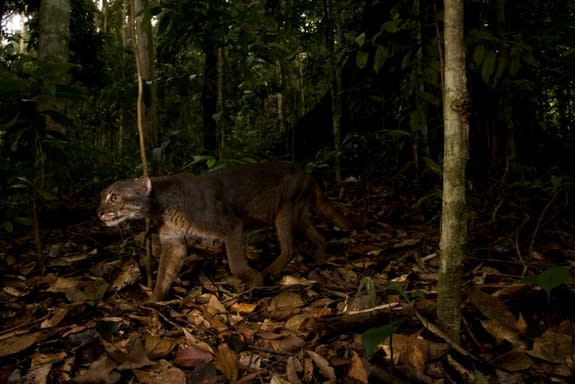 An elusive bay cat was recently caught on camera in Borneo