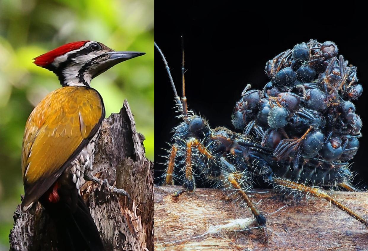 The common flameback woodpecker and ant-snatching assassin bug nymph. (Photos: Nigel Griffiths, Madhan Kumar)