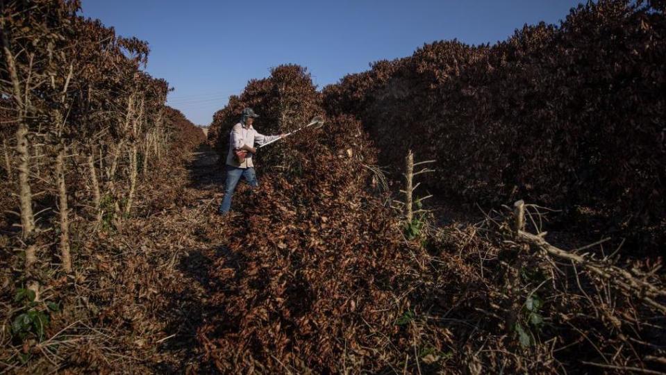 Un agriculteur coupe des plants de café détruits par le gel lors de températures extrêmement basses près de Caconde, dans l'État de Sao Paulo, au Brésil, le mercredi 25 août 2021