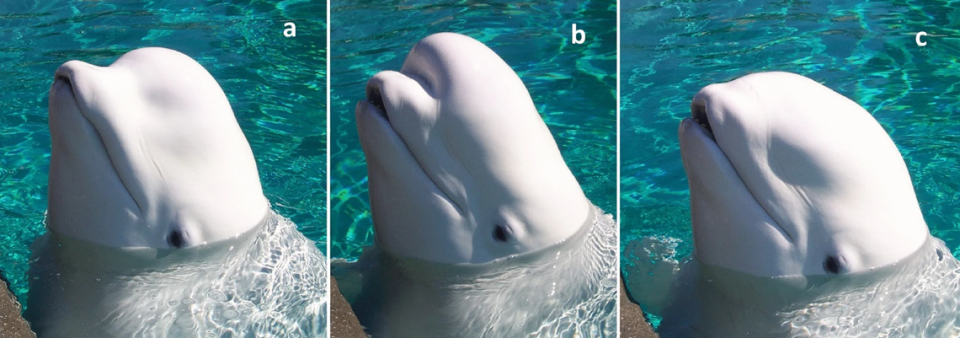 Three distinct head shapes seen in beluga whales