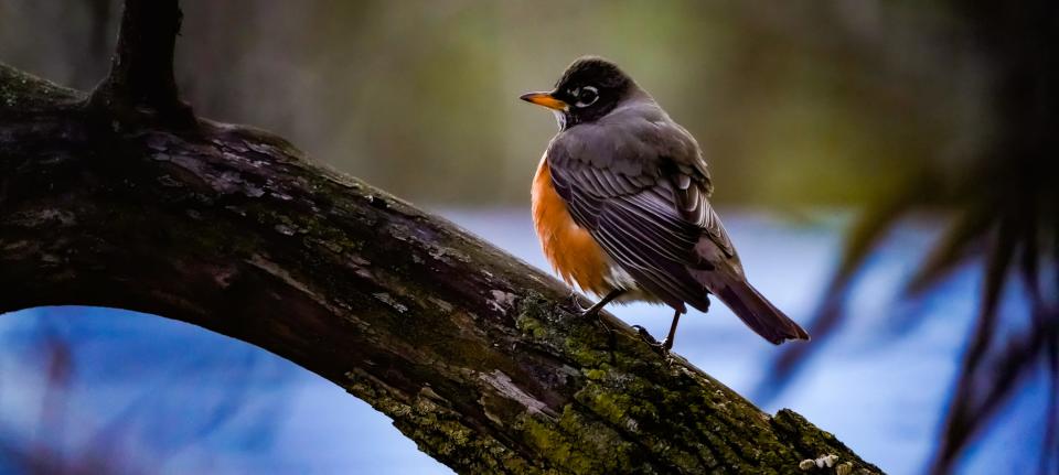 An American Robin perches on a tree on Saturday, March, 9, 2024, in Indianapolis.