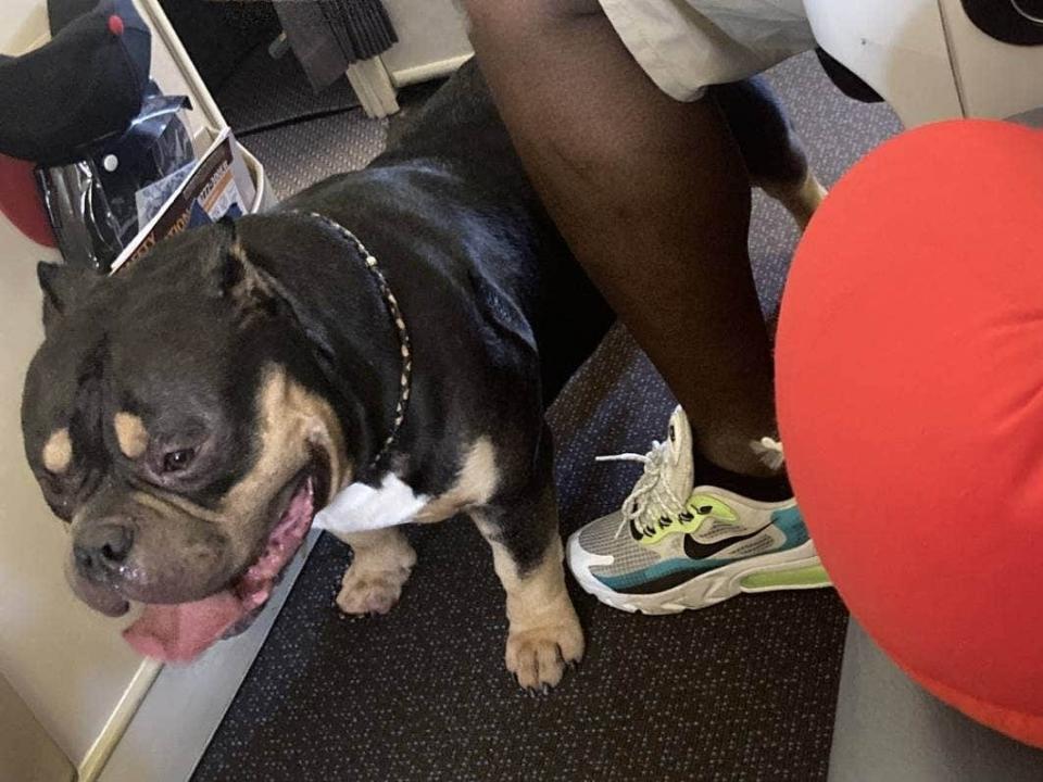 The dog Gill and Warren Press say they were seated next to on their Singapore Airlines flight.