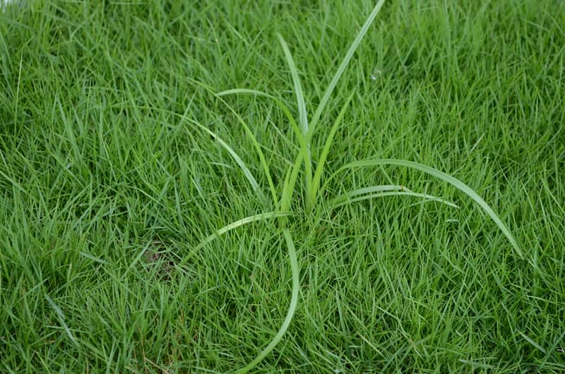 Cyperus esculentus is a crop of the sedge family widespread across much of the world. Also known as chufa tigernut, atadwe, yellow nutsedge and Earth almond. Angiosperms monocots commelinids.