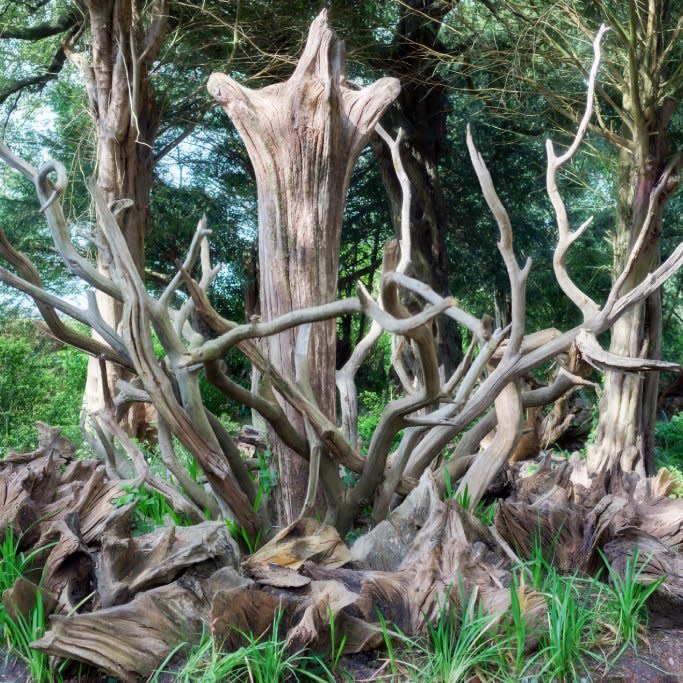  Artfully arranged tree stumps form a stumpery. 