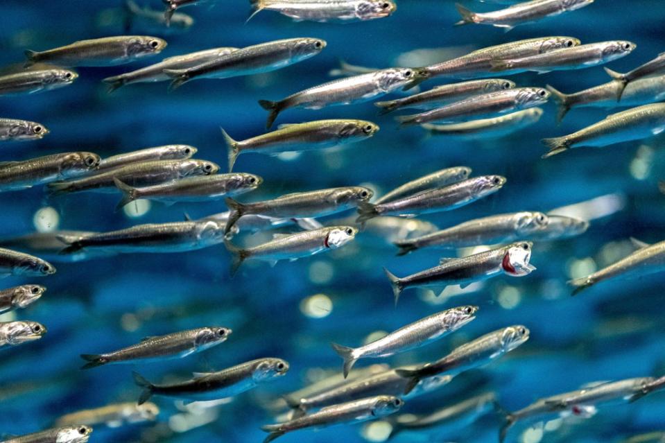 Compared to the salmon fillets, quantities of calcium were over five times higher in wild-feed fish fillets, iodine was four times higher, and iron, omega-3, vitamin B12, and vitamin A were all over 1.5 times higher. Getty Images/iStockphoto