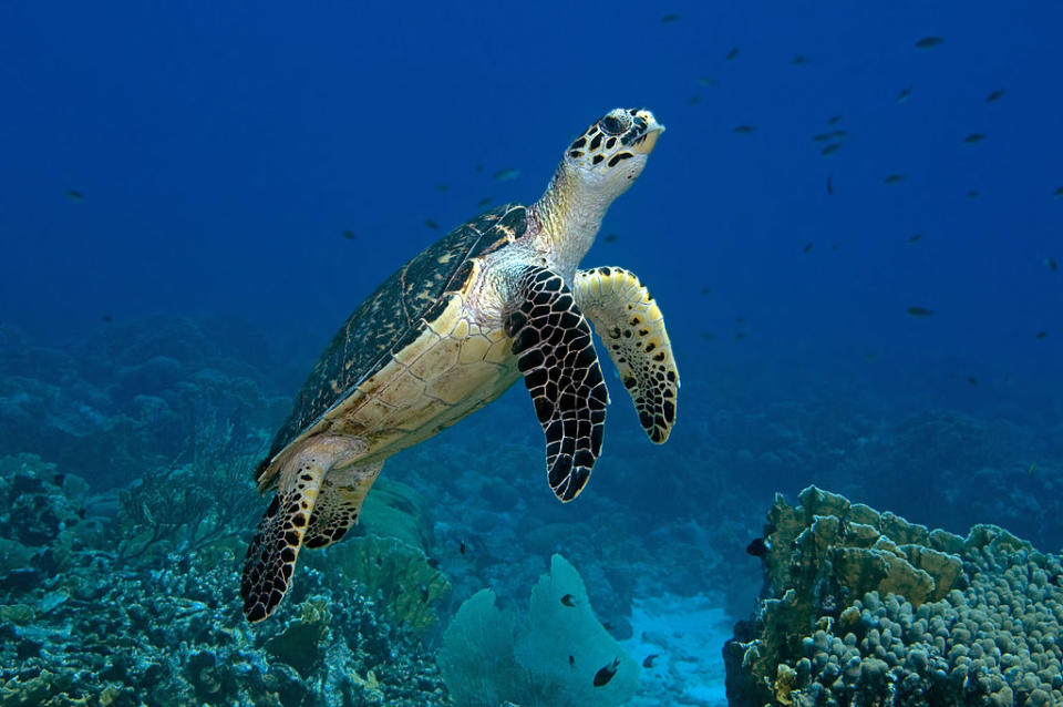 <p><strong>La tortue imbriquée</strong><br>Aussi appelée “tortue à écailles” en français, cette tortue marine vit à proximité des côtes dans l’ensemble des mers tropicales. Alors qu’elle a disparu d’Afrique de l’Est dès la fin du XIXème siècle, la tortue imbriquée est inscrite sur la Liste rouge de l’UICN depuis 1968 et comme étant en danger critique d’extinction depuis 1996. Crédit photo : Getty </p>