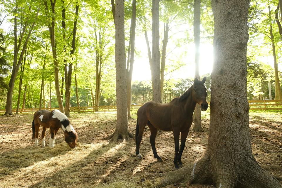 Power Pony Therapies in Mahwah is a 13-acre fully accessible farm that offers horseback riding and other activities to people with disabilities.