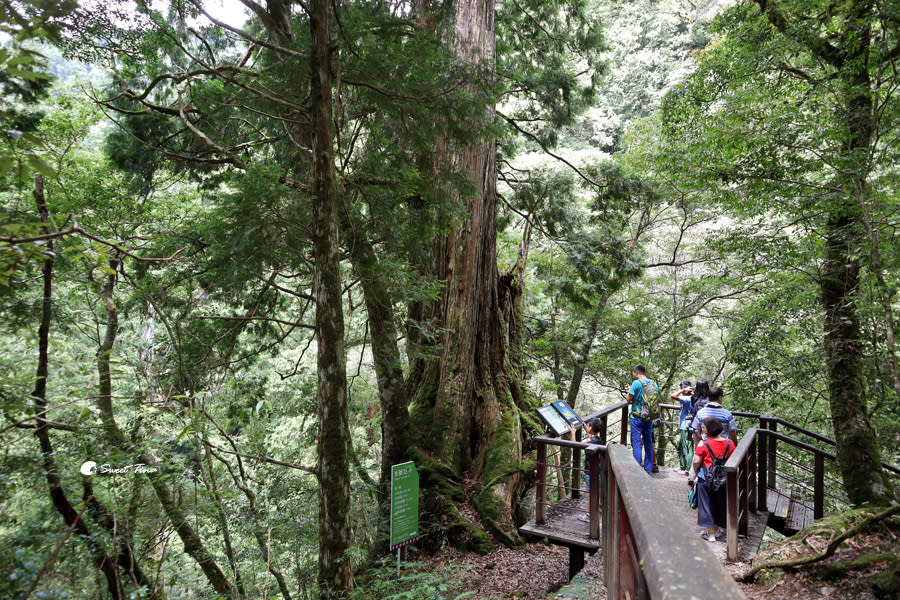 拉拉山巨木群步道